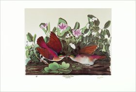 (image for) Key West Quail Dove