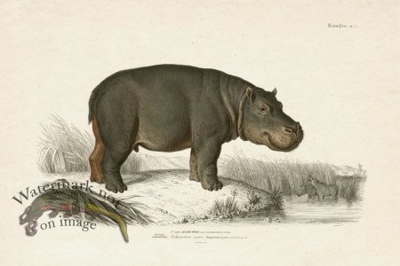 (image for) FNH 07 Hippopotamus