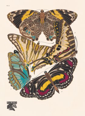 (image for) Seguy Butterfly 05