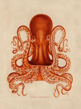 Octopus Orange 02