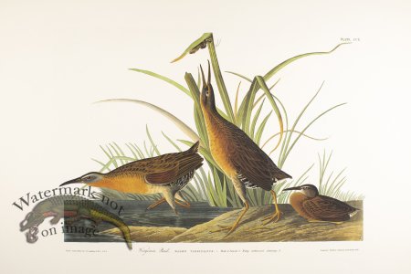 (image for) Virginia Rail