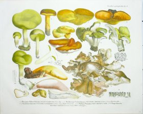 (image for) Mushroom Atlas 16