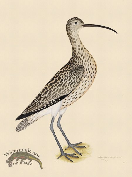 (image for) EURASIAN CURLEW . PL 35