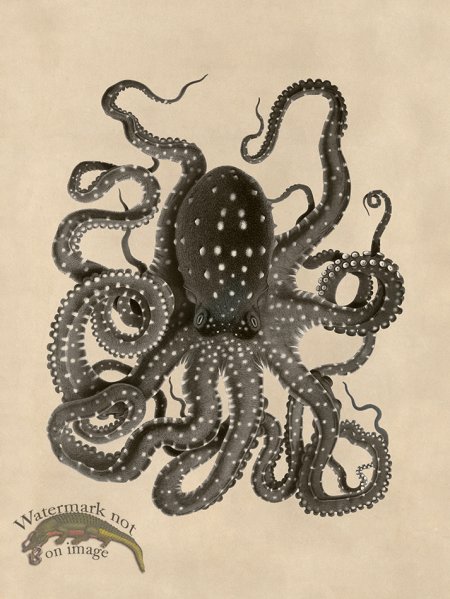 (image for) Octopus Tan 26