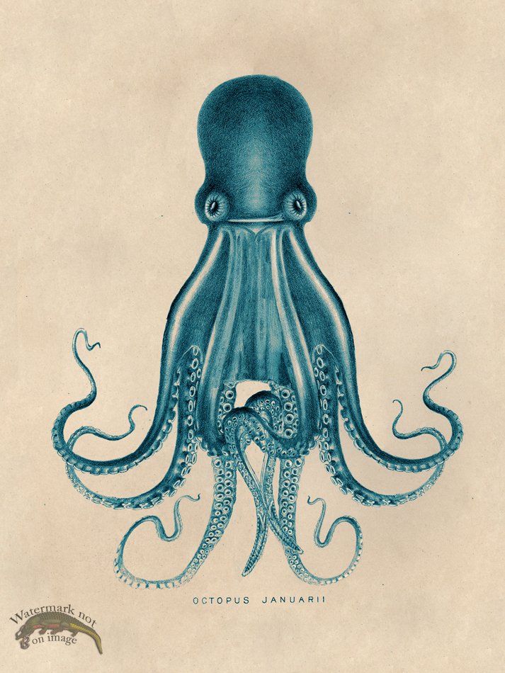 (image for) Octopus Teal 07