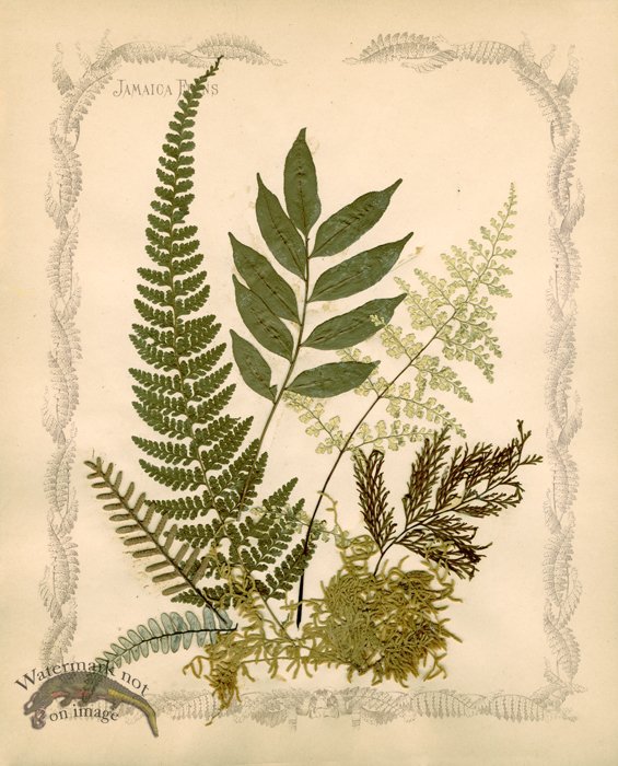 Jamaican Fern 07