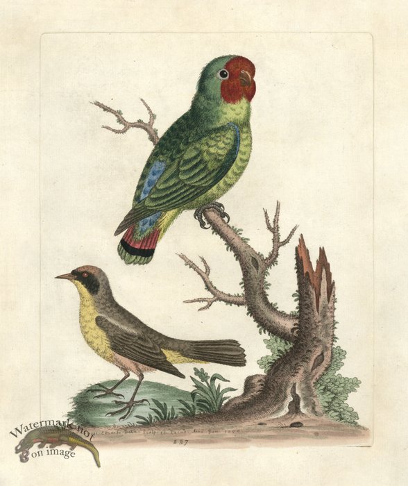 Edwards Parrot 30.jpg