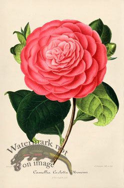 (image for) Camellias