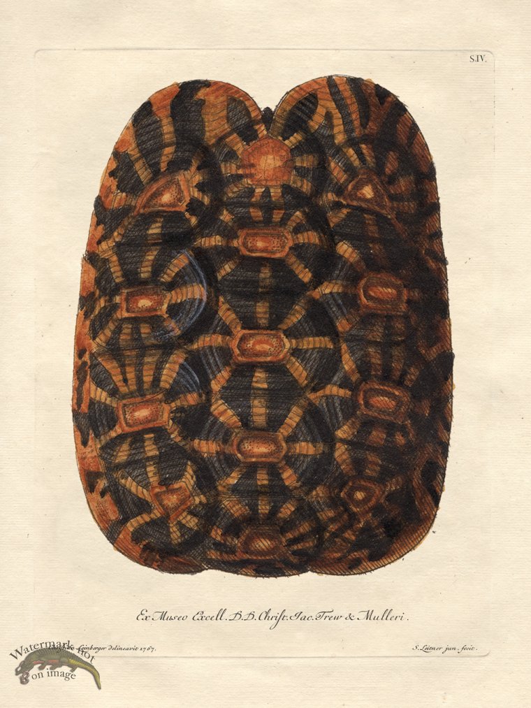 (image for) Trew Turtle Shell 04