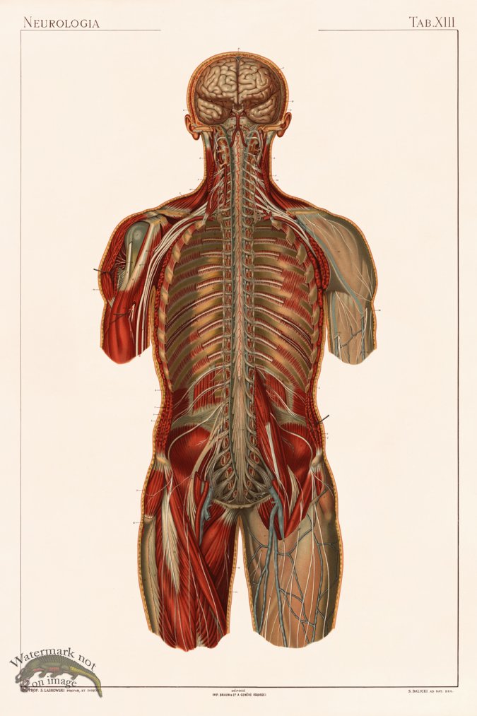 (image for) Laskowski Anatomy 13