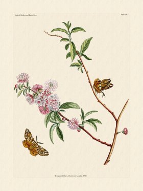 (image for) Wilkes Butterflies 068