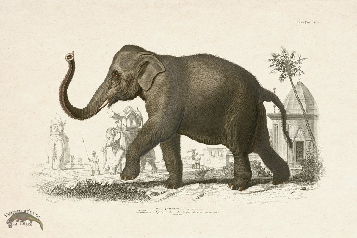 (image for) FNH 06 Elephant