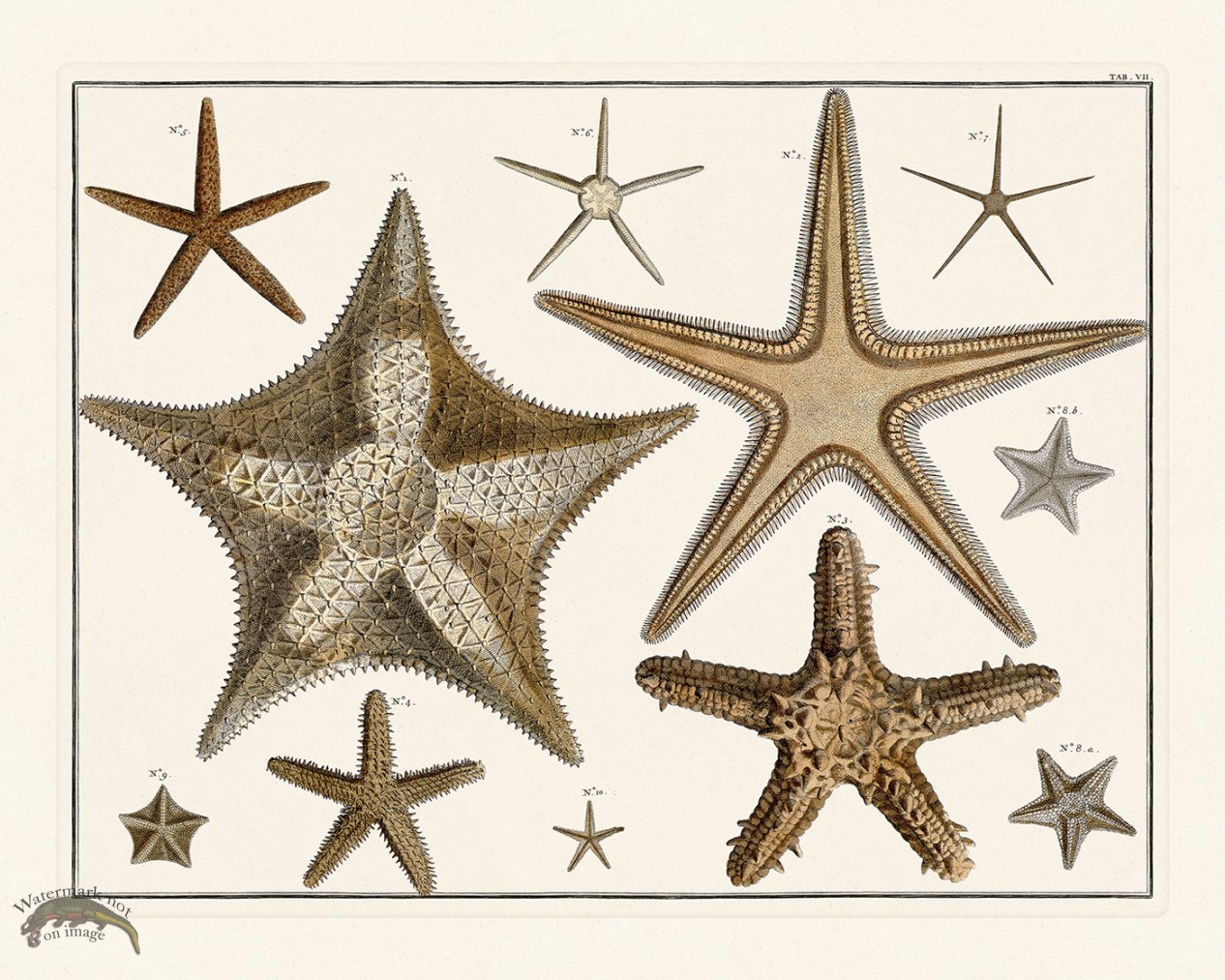 (image for) Seba B2 007 Starfish