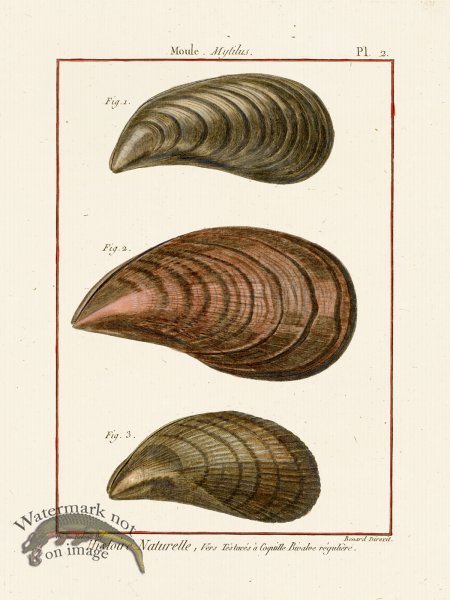 (image for) Diderot Shell 02