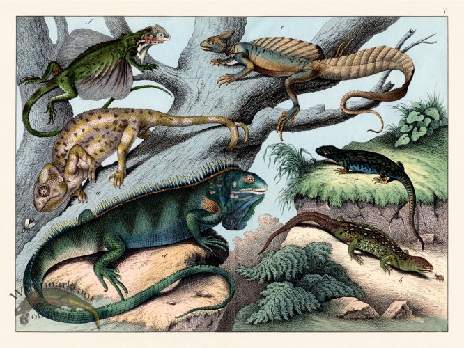 (image for) Schubert Reptiles Lizards 1870