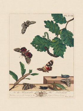 Moses Harris Insects 18