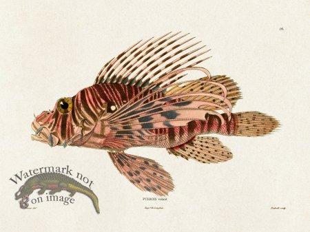 (image for) Werner Fish 016