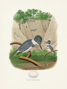 Thomas Gentry Bird 01