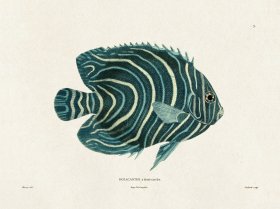 (image for) Werner Fish 005