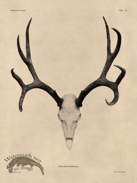 (image for) Tan Bones 12 Mule Deer