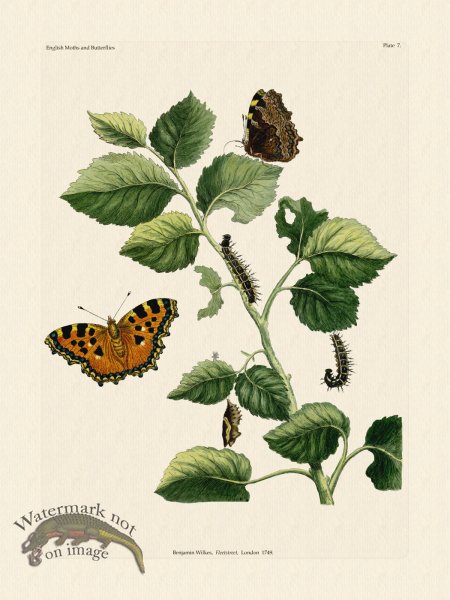 (image for) Wilkes Butterflies 007