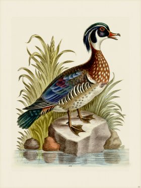 Edwards 101 Summer Duck of Catesby