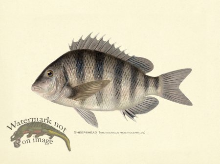 (image for) Sheepshead