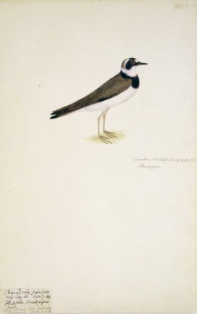 189 Swedish Birds . Charadrius Hiaticula, Ringed Plover