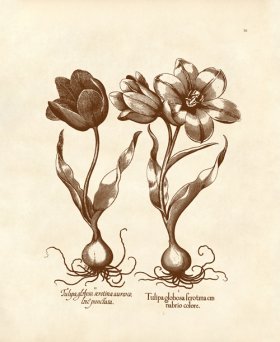 Besler 16 Tulips