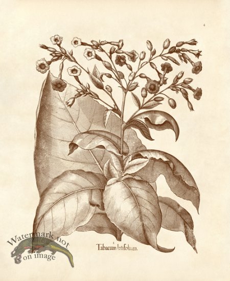 (image for) Besler 04 Tobacco