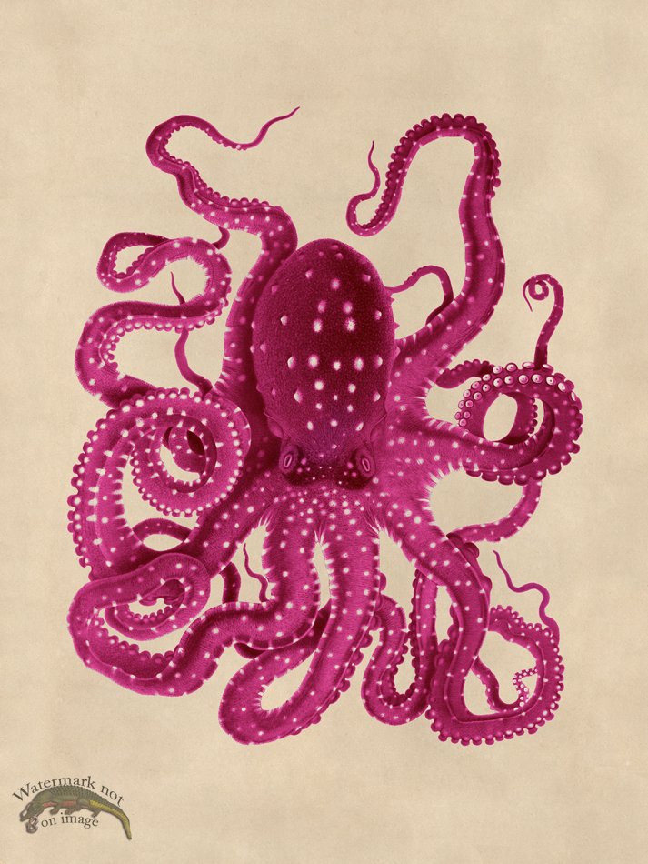 (image for) Octopus Pink 26