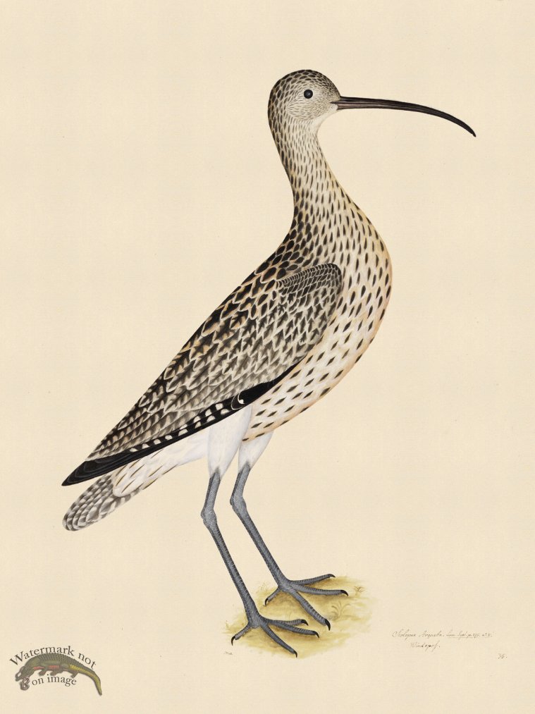 EURASIAN CURLEW . PL 35