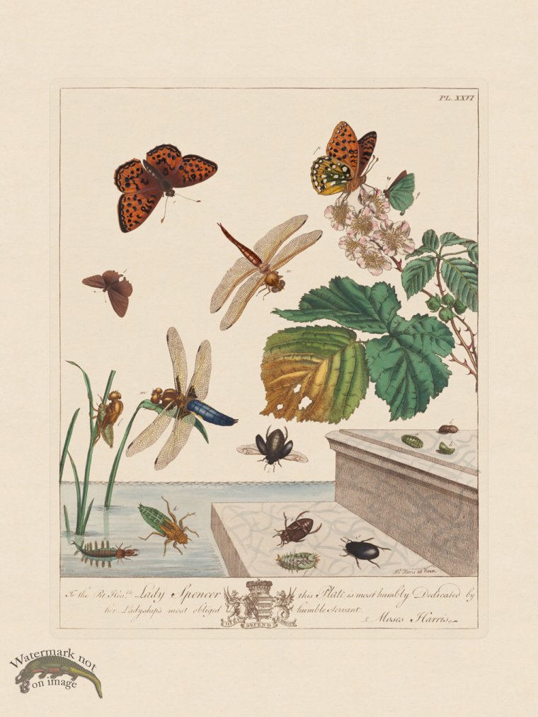 (image for) Moses Harris Insects 26