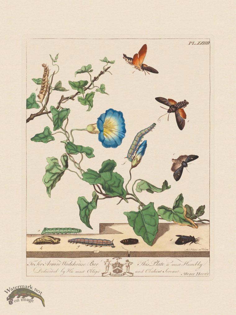 (image for) Moses Harris Insects 24