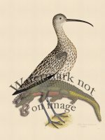 EURASIAN CURLEW . PL 35