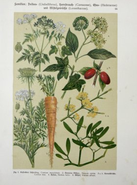 Botanical Atlas 1911 08