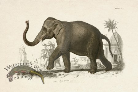 (image for) FNH 06 Elephant