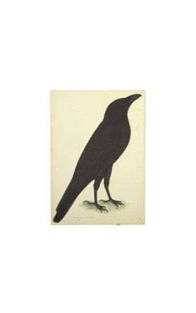 RAVEN . PL 15