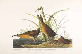 (image for) Virginia Rail