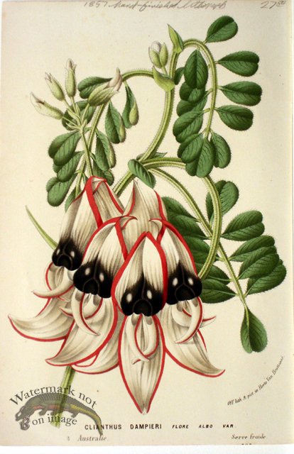 (image for) Botanical