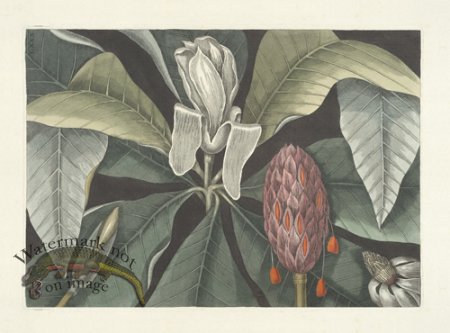 (image for) Catesby Magnolia 2