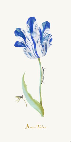 (image for) Blue Tulip 01