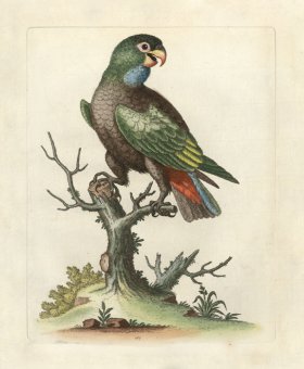 (image for) Edwards Parrot 07.jpg