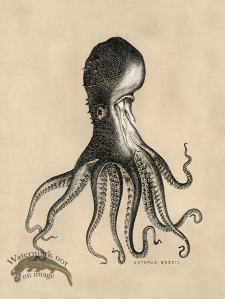 (image for) Octopus Tan 16