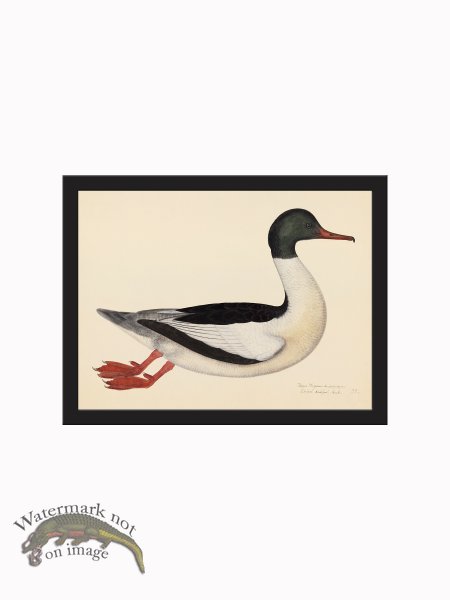 (image for) Rudbeck CFA_BF 22 GOOSANDER