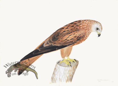 (image for) Rudbeck 012 Red Kite 30x22