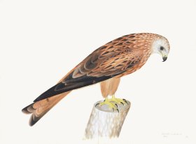 Rudbeck 012 Red Kite 30x22