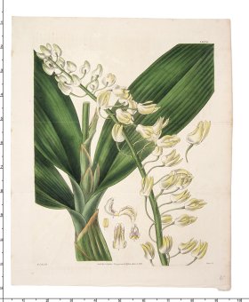 (image for) Curtis Botanical 042