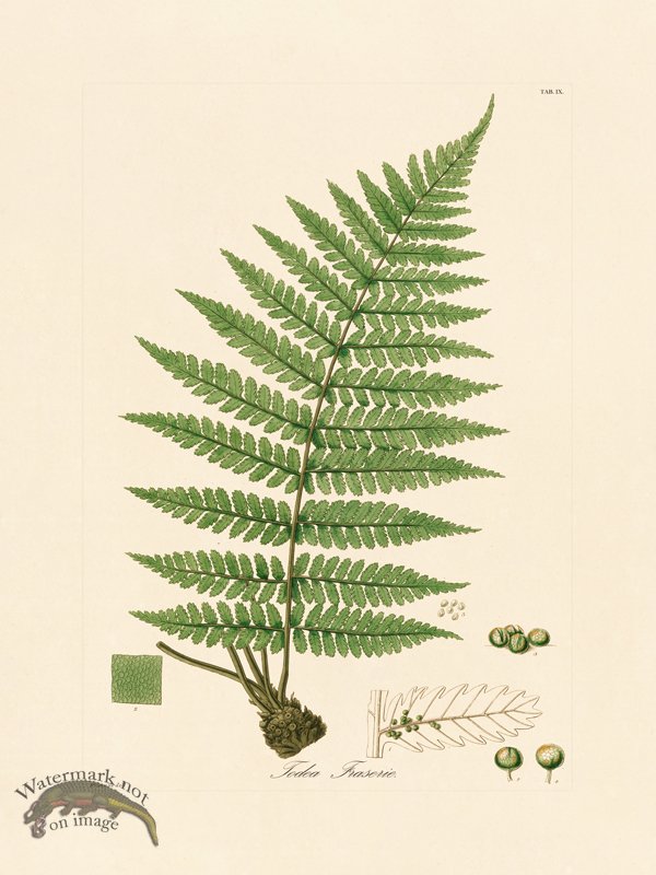 (image for) Hooker Fern 09