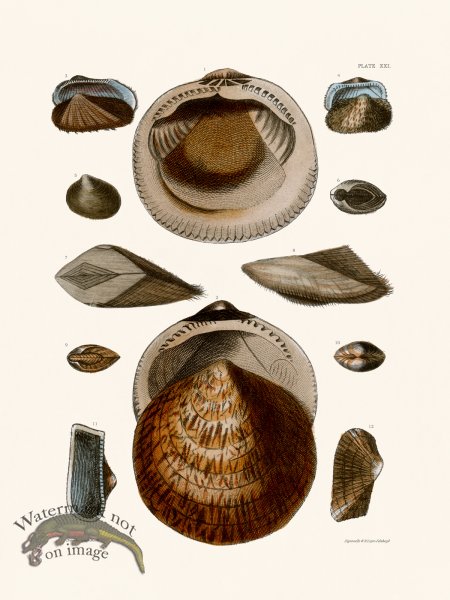 (image for) Cpt Brown Shell 21